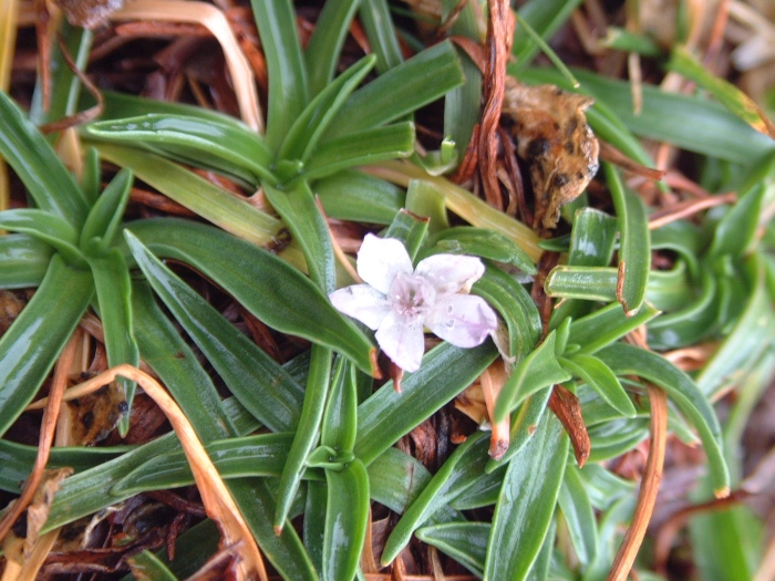 fiore  minuscolo